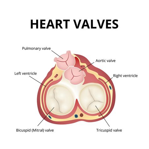 Ct Anatomy, Mitral Valve Regurgitation, Heart Valve, Tricuspid Valve, Medical Stickers, Mitral Valve, Brain Surgeon, Heart Valves, Heart Anatomy