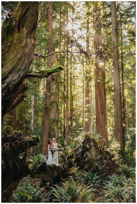 Wedding In Redwoods, California Redwoods Wedding, Lesbian Forest Elopement, Queer Forest Wedding, Redwood National Park Elopement, Redwood National Park Wedding, Forest Lesbian Wedding, Wlw Elopement, Forest Park Portland