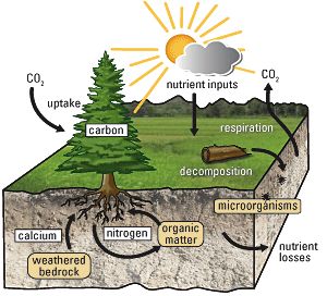 Nutrient Cycle, Plant Physiology, Nitrogen Fixation, Science Earth, Nitrogen Cycle, Carbon Cycle, Carbon Sequestration, Gcse Science, Environmental Education