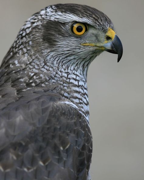 Mark Williams on Instagram: “An adult female northern goshawk portrait. This is the European variety (accipiter gentilis) but goshawks are found in North American,…” European Animals, Northern Goshawk, Falcon Art, Inheritance Cycle, Sparrowhawk, Mark Williams, Peregrine Falcon, Animal Posters, Birds Of Prey