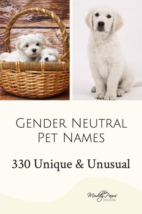 Androgynous Names, Pet Names For Girls, Puppy Names Unique, Girl Pet Names, Pet Names For Dogs, Dogs Names List, Cute Animal Names, Cute Puppy Names, Cute Pet Names