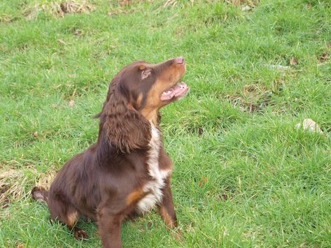 Clumsetter Gundogs - Working Cocker Spaniel Puppies and Stud Dogs - Brody (Chocolate and Tan) Cocker Spaniel Working, Working Cocker Spaniel, Working Cocker, Stud Dog, Cocker Spaniel Puppies, Spaniel Puppies, Cocker Spaniel, Spaniel, Puppies