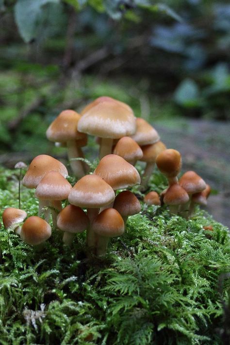 Mushroom Plant, Plant Study, Mushroom Pictures, Brown Mushroom, Wooden Log, Fairy Decor, Hello Kitty Art, Mushroom Fungi, Brown Aesthetic