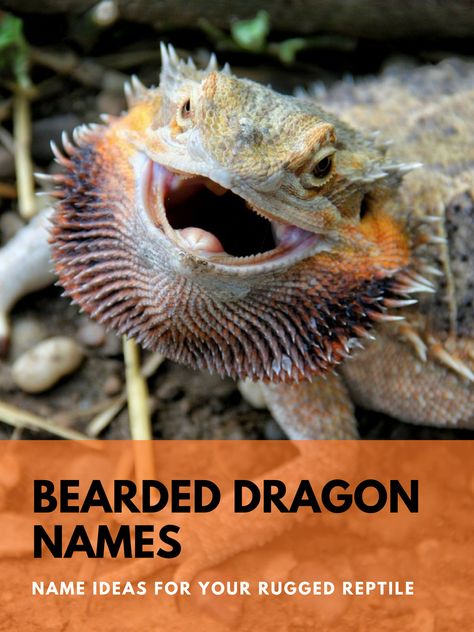 Bearded Dragon Names, Diy Bearded Dragon Enclosure, Bearded Dragon Terrarium Ideas, Lizard Types, Bearded Dragon Diy, Bearded Dragon Enclosure, Bearded Dragon Terrarium, Bearded Dragon Habitat, Large Lizards