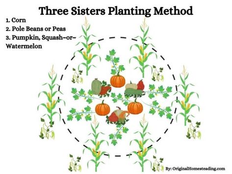 The Three Sisters Companion Planting Three Sister Companion Planting, 3 Sister Companion Planting, Plant Families Chart, Three Sisters Garden Layout, 3 Sisters Planting Guide, Three Sisters Planting Method, Flower Companion Planting, 3 Sisters Garden, Three Sisters Planting