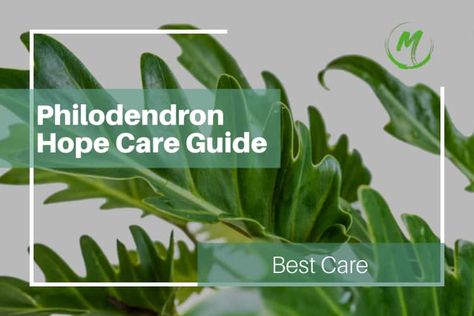 Welcome to our Philodendron Hope care guide! This beautiful tropical plant has vibrant, ruffled leaves that bring an instant tropical feel to any room. With easy-to-meet requirements, it’s an ideal beginner-level plant that’s sure to make a statement in your home. If you’re new to plant care or unfamiliar with tropical plants, you’re in the … Philodendron Hope Care Guide: Best Care Read More » The post Philodendron Hope Care Guide: Best Care appeared first on . Philodendron Hope, Soil Layers, Yellow Leaves, Types Of Soil, Plant Needs, Tropical Paradise, Leaf Shapes, Tropical Plants, Deep Green