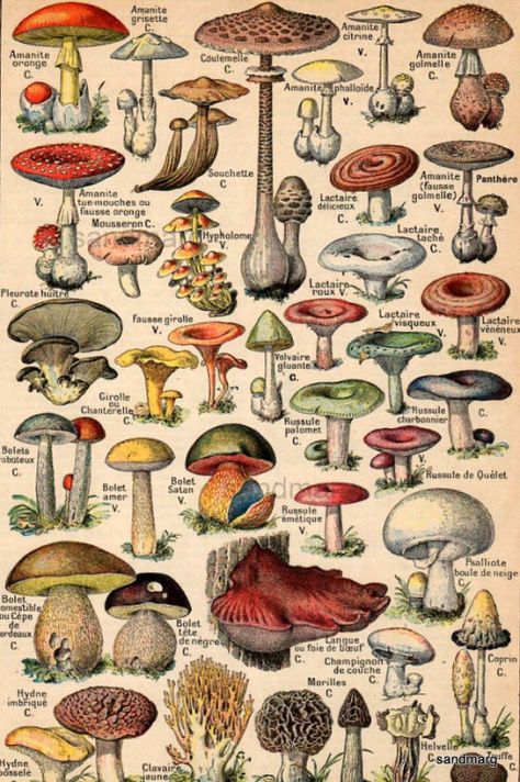 Mushroom Varieties, Poisonous Mushrooms, Mushroom Poster, Mushroom Drawing, Mushroom Art, Vintage Poster Art, Botanical Illustration, Botanical Art, Vintage Illustration