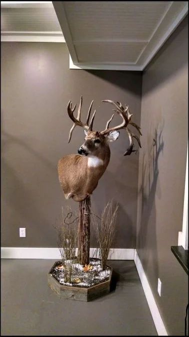 Deer Mount Display, Turkey Taxidermy Ideas, Deer Head Mount Ideas Display, Deer Pedestal Mounts, Taxidermy Wall Display, Skull Mount Ideas, Fishing Man Cave, Camp Equipment, Deer Mount Decor