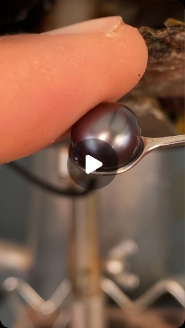 Kamoka Tahitian Pearls on Instagram: "Impeccable Chocolate Cherry Pearl emerges from this Oyster 😍🍫🍒 #kamoka #kamokapearl"