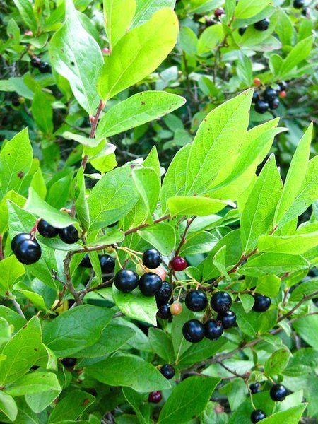 A much-branched, stiff, colony-forming shrub, 1-2 ft. tall, with white, tubular flowers in axillary panicles on the previous season growth. Purplish-black, edible berries follow. The small, oval leaves turn shades of orange and crimson in the fall. A Huckleberry Bush, Huckleberry Plant, Edible Berries, Light Pink Flowers, Border Plants, Wildlife Gardening, Native Garden, Peat Moss, How To Grow Taller