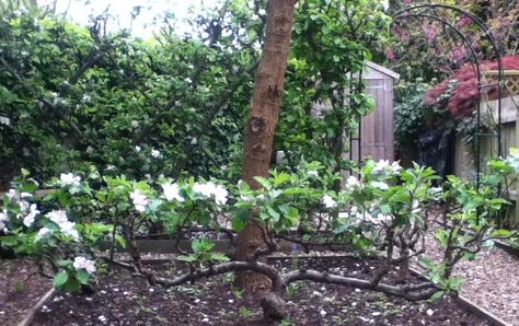 Stepover apple tree at Capel Manor Gardens. To edge path side of new raised bed? Espalier Trees, Espalier Fruit Trees, Training Vines, Edible Gardening, Vegetable Boxes, Manor Garden, Growing Fruit Trees, Herb Garden In Kitchen, Garden Nook