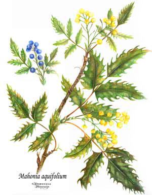 Oregon Grape (Mahonia aquifolium) Grape Flower Tattoo, Grape Leaves Tattoo, Fauna Tattoo, Oregon Flower Tattoo, Grape Tattoo, Oregon Grape Flower Tattoo, Mahonia Aquifolium, Oregon Grape Plant, Oregon Tattoo