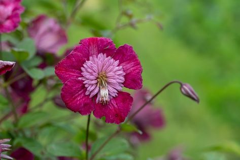 Close up of an Avant Garde clematis flower in bloom Clematis Paniculata, Sweet Autumn Clematis, Climber Plants, Autumn Clematis, Clematis Montana, Trailing Flowers, Clematis Flower, Hummingbird Garden, Fragrant Plant