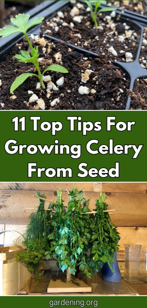 Discover the top tips for successfully growing celery from seed in your garden. From soil preparation to harvesting, this guide has you covered! Growing Celery From Seed, Growing Celery, Easy Plants To Grow, Zone 9, Easy Plants, Top Tips, Gardening Tips, Celery, To Grow