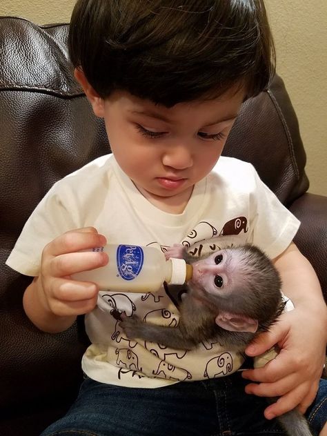 Baby Monkey For Sale, Capuchin Monkey Pet, Pet Monkey For Sale, Monkey Breeds, Monkey Pet, Capuchin Monkeys, Monkeys For Sale, Monkey Names, Marmoset Monkey