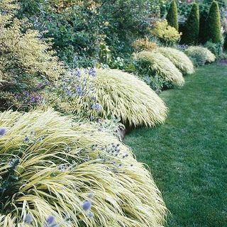 Judy's Cottage Garden: 7  Awesome Ornamental Grasses for Every Cottage Ga... Grass Ornamental, Moderne Have, Grass Garden, Japanese Forest, Ornamental Grass, Best Perennials, Midwest Living, Landscape Edging, Grasses Garden