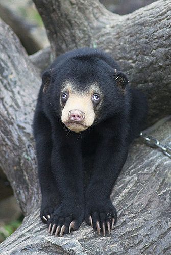 Malayan Sun Bear, Bear Zoo, Sun Bear, Spirit Bear, Love Bear, Silly Animals, Arte Animal, Animal Planet, Black Bear