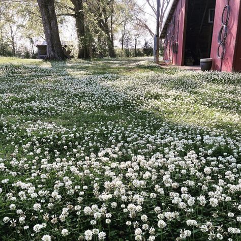 clover garden on farm Clover Lawns, Clover Lawn, Grass Alternative, Xeriscape Landscaping, Online Landscape Design, Mowing The Lawn, Edible Landscaping, Wildflower Garden, Top Soil