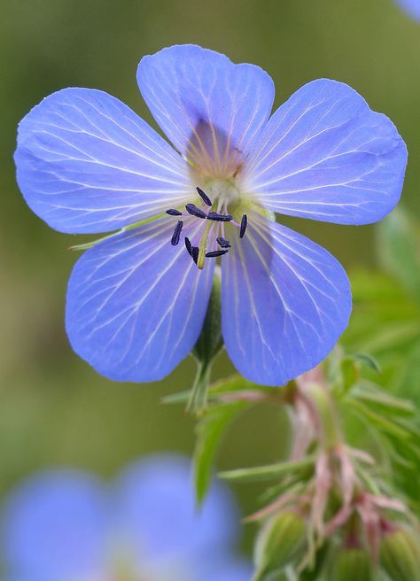 Meadow Cranesbill (geranium pratense) Meadow Cranesbill, London Cottage, Geranium Pratense, Blue Geranium, Cranesbill Geranium, Hardy Geranium, Ivy Plants, Bee Garden, Healthy Garden