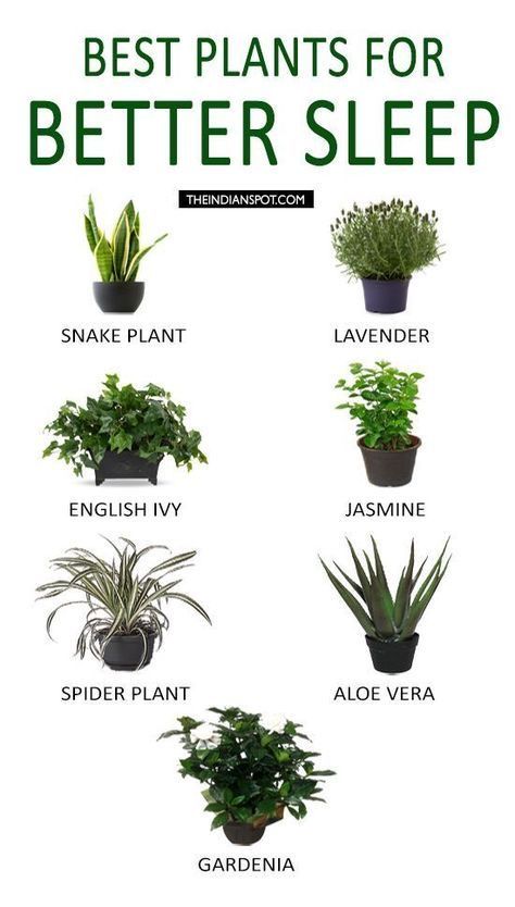 Best Plants For Bedroom, نباتات منزلية, Household Plants, Plant Care Houseplant, Ivy Plants, Best Plants, Inside Plants, Growing Plants Indoors, Best Indoor Plants