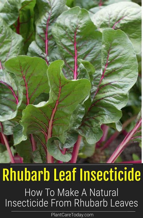 Make insecticide from rhubarb leaves which contain oxalic acid makes an great effective natural pesticide spray for leaf eating insects. [LEARN MORE] Rhubarb Leaves Uses, Backyard Hacks, Growing Vegetables At Home, Gardening Tricks, Green Backyard, Natural Insecticide, Oxalic Acid, Natural Pesticides, Vegetable Garden Tips