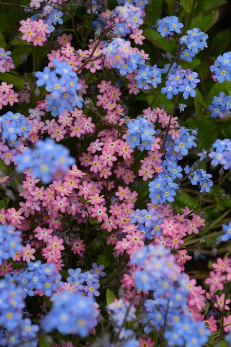 Frühling Wallpaper, Pink And Blue Flowers, Nothing But Flowers, Blue Garden, Forget Me Nots, Flower Therapy, Mouse Ears, Flower Images, Flowers Nature