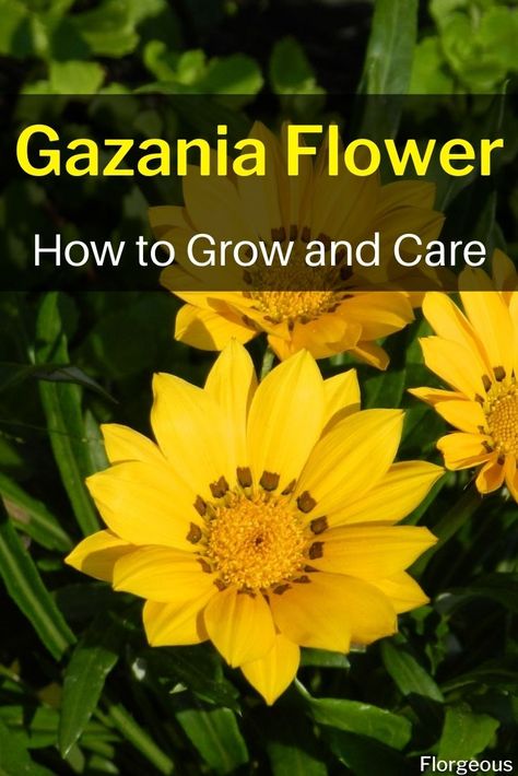 Gazania Flowers In Pots, Gazania Flowers Gardens, Star Gazer Flowers, Gaillardia Flower, Plants With Yellow Flowers, Gazania Flowers, Zone 9 Gardening, Gazania Rigens, Sesbania Grandiflora