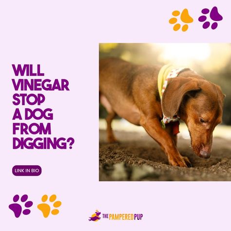 Looking to curb your pup's digging habit? Try vinegar! 🍶🐾 Dogs aren't fans of its strong smell, making it a potential deterrent. Mix equal parts water and vinegar in a spray bottle and apply it to your dog's favorite digging spots. 🌱💦 Keep an eye out to see how effective it is - while some dogs may be put off, others might just dig past the smell. Remember, every pup is unique! 🐶💕 Dog Digging Under Fence, Dog Deterrent Spray, Dog Deterrent, Dog Digging, Digging Dogs, The Fence, Spray Bottle, A Dog, Vinegar