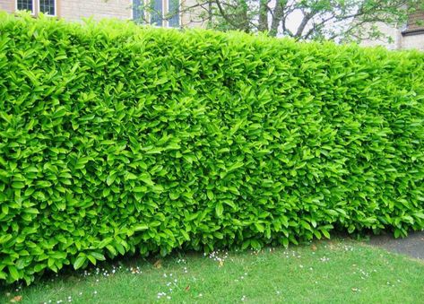 Common laurel - planting, pruning, advice on caring as a hedge & more Skip Laurel, Laurel Shrub, Houston Garden, Laurel Hedge, Fast Growing Hedge, Types Of Shrubs, Privacy Landscaping, Sloped Garden, Planting Shrubs