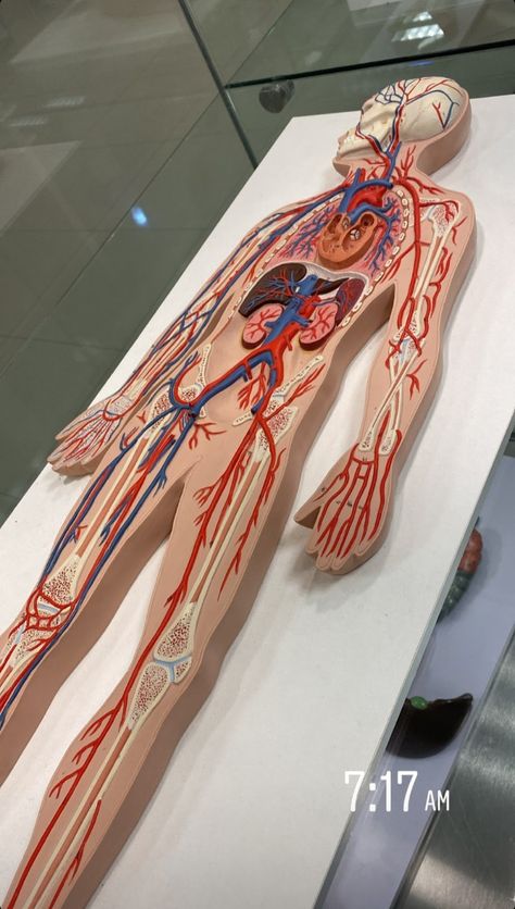 Skeletal System Project High School, Circulatory System Model, Skeletal System Project, Human Body Systems Projects, Human Body Science Projects, Anime Arms, Science Exhibition Projects, Human Body Science, High School Project