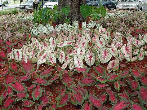 Shade Gardens, Plants Decor, Landscape Designs, Annual Flowers, House Plants Decor, Different Flowers, Landscape Ideas, Tropical Garden, Shade Garden