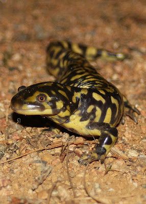 Real Monstrosities: Eastern Tiger Salamander Big Iguana, Tiger Salamander, Frog Species, Pets Stuff, Amazing Frog, Salamanders, Dart Frog, Leopard Gecko, Favorite Animals