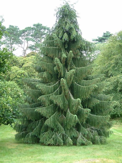 Himalayan Spruce, Picea smithiana, (Morinda Spruce), Tree Seeds (Evergreen) | eBay Weeping Evergreen Trees, Weeping Evergreen, Evergreen Landscape, Conifers Garden, Picea Abies, Norway Spruce, Evergreen Garden, Amazing Trees, Renovation Tips