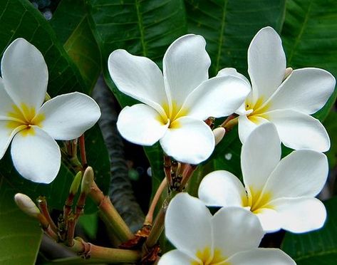 Plumeria Flower, Puerto Rico. Plumeria Colors, Puerto Rico Flower, Coqui Tattoo, Body Journal, Tropical Gardening, Leg Tats, Tropical Garden Ideas, Wedding In Puerto Rico, Old San Juan Puerto Rico