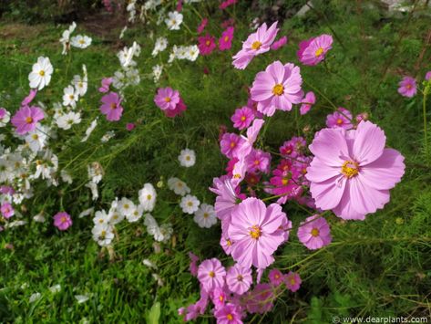 Growing Cosmos, Cosmos Bipinnatus, Replant, Growing Seeds, Planting Seeds, Gardening Ideas, How To Grow, Cosmos, To Grow