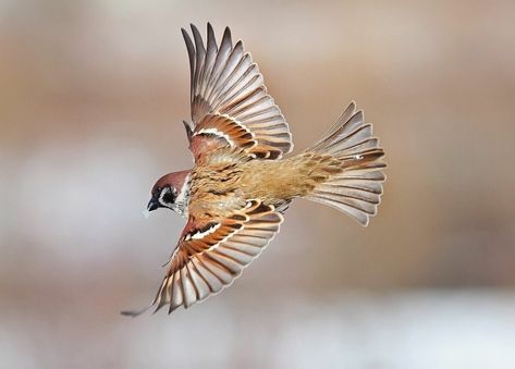 Sparrow Flying, Song Sparrow, Bird Carving, Bird Pictures, Bird Photo, Song Bird, Nature Animals, Birdy, Bird Art