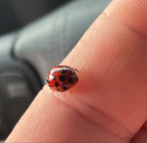 Red Ladybug Aesthetic, Bug Girl Aesthetic, Ladybug Aesthetic Insect, Ladybug On Hand, Ladybugs Aesthetic, Ladybird Aesthetic, Insects Aesthetic, Bug Aesthetic, Ladybug Aesthetic