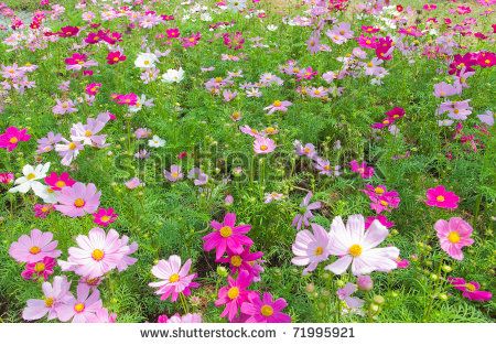 flower field Attracting Beneficial Insects, Beneficial Insects, Garden Bed, Growing Flowers, Flower Field, Shades Of Pink, Cut Flowers, Garden Beds, Cosmos