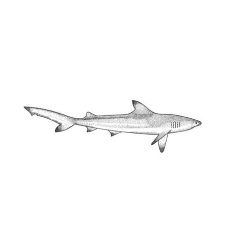 White Tip Reef Shark Tattoo, Marine Animals Drawing Aesthetic, Ocean Lover Tattoo Ideas, Blacktip Reef Shark Drawing, Blacktip Reef Shark Tattoo, Black Tip Reef Shark Drawing, Shark Tattoo Aesthetic, Blacktip Shark Tattoo, Black Tip Reef Shark Tattoo