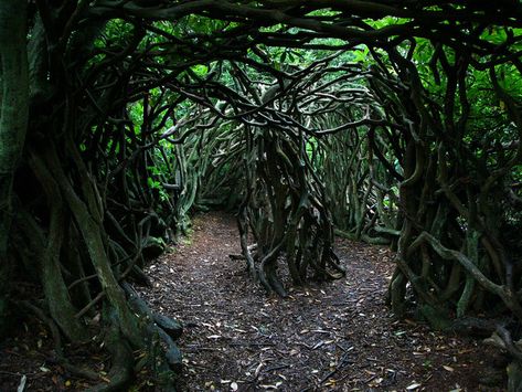 Entrance to the labyrinth, Cragside Estate - geograph.org.uk - 923013 - Category:Labyrinths in the United Kingdom - Wikimedia Commons Sacred Garden, The Labyrinth, Fantasy Forest, Arte Inspo, Warrior Cats, Nature Aesthetic, Underworld, Pretty Places, Fantasy Landscape