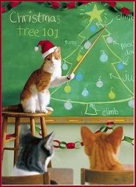 Pets Wallpaper, Funny Christmas Pictures, Funny Christmas Tree, Cute Cat Memes, Christmas Comics, Exotic Animals, Christmas School, Noel Christmas, Christmas Animals