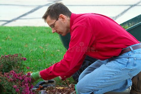 Gardener Working Man. A man is working in the landscaping garden, pruning the de , #AFF, #landscaping, #working, #pruning, #garden, #Working #ad Male Gardener, Man Stock Photo, About Father, Gardening Landscaping, Landscaping Garden, Wedding Vector, Man Photo, Vector Logo, Stock Photography