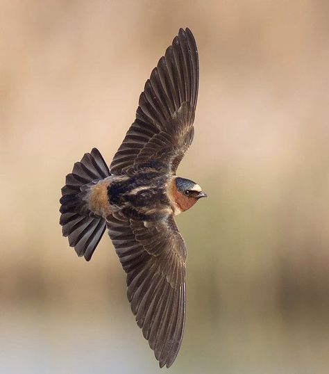 American Cliff Swallow Cliff Swallow, Purple Martin, Awesome Animals, Camera Shots, Big Bend, Swallows, Bird Species, Bird Feathers, Birdy