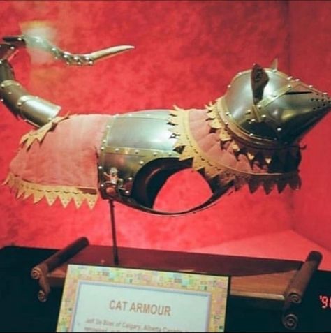 Medieval Cat Armor Cat Armor, What Cat, Haiwan Peliharaan, Cat People, Like Animals, Funny Animal Memes, Wholesome Memes, Crazy Cat Lady, Animal Memes