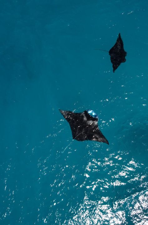 2 manta rays swimming in the ocean Fiji Snorkeling, Manta Ray Aesthetic, Fiji Aesthetic, Travel To Fiji, Underwater Drone, Manta Rays, Underwater Camera, Tropical Holiday, Best Water