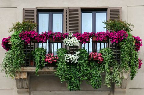 Balcony Planting, Balcony Flower Box, Juliet Balcony, Small Balcony Garden, Window Box Flowers, Balcony Flowers, Small Balcony Design, Balcony Plants, Flower Window