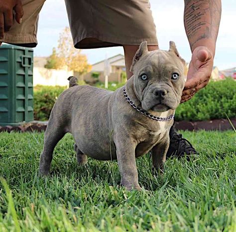 American French Bulldog: American Bulldog and French Bulldog French Bulldog Mix, Button Nose, American Bulldog, Streetwear Men, American Bully, French Bulldogs, Mixed Breed, Streetwear Men Outfits, What Happens When You