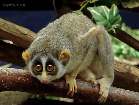 The gray and the red slender lorises are arboreal, nocturnal primates native to the forests and swamps of India and Sri Lanka. Slender Loris, Monkey Family, Ape Monkey, Great Ape, Primates, Endangered Species, The Gray, Monkeys, Sri Lanka