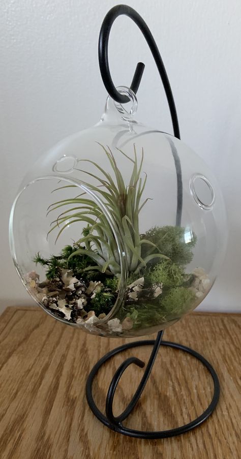 Deer Fern, Hanging Glass Terrarium, Air Plant Terrarium, Plant Ideas, Planter Ideas, Glass Terrarium, Succulent Arrangements, Home Maintenance, Crafty Things