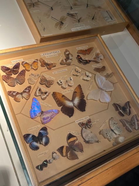 butterflies collection at a zoological museum in belgium (liège) Studying Animals Aesthetic, Zoology Major Aesthetic, Wildlife Biologist Aesthetic, Anthropologist Aesthetic, Insects Aesthetic, Zoology Aesthetic, Biologist Aesthetic, Environmental Science Major, Photography Butterfly